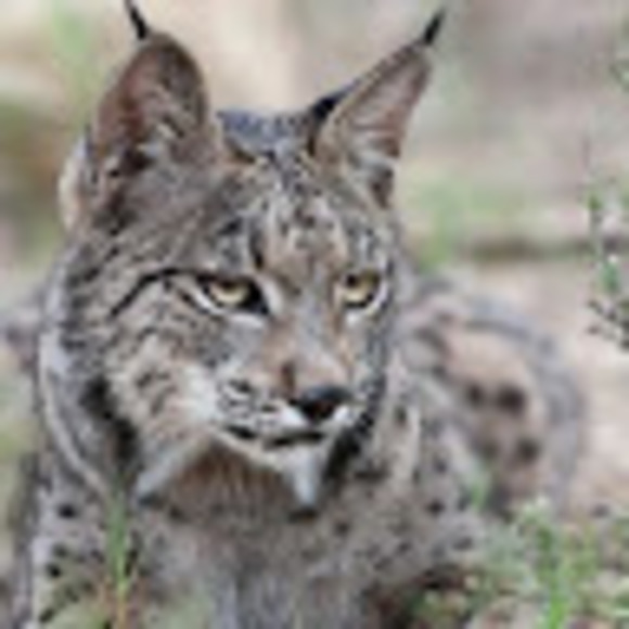 vagrantlynx